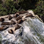 Seals at Milford Sound