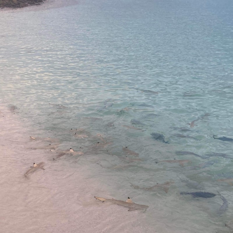 Baby reef sharks swimming in the shallows