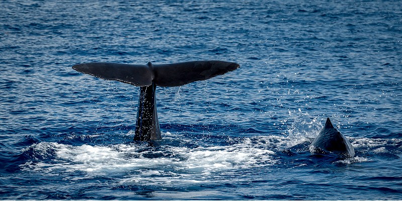 Whale watching in Dominican Republic