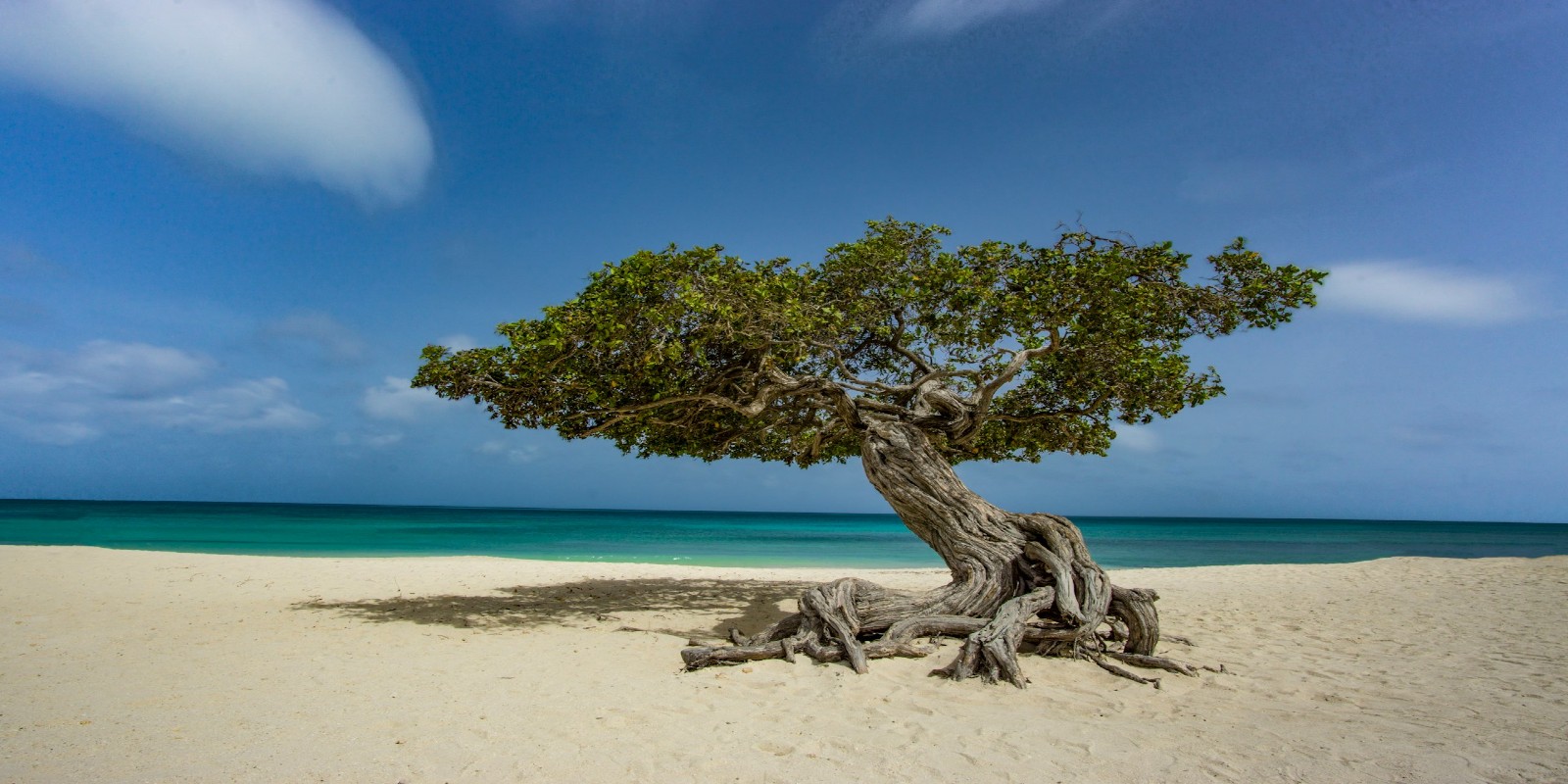 the famous fofoti tree on eagle beach aruba
