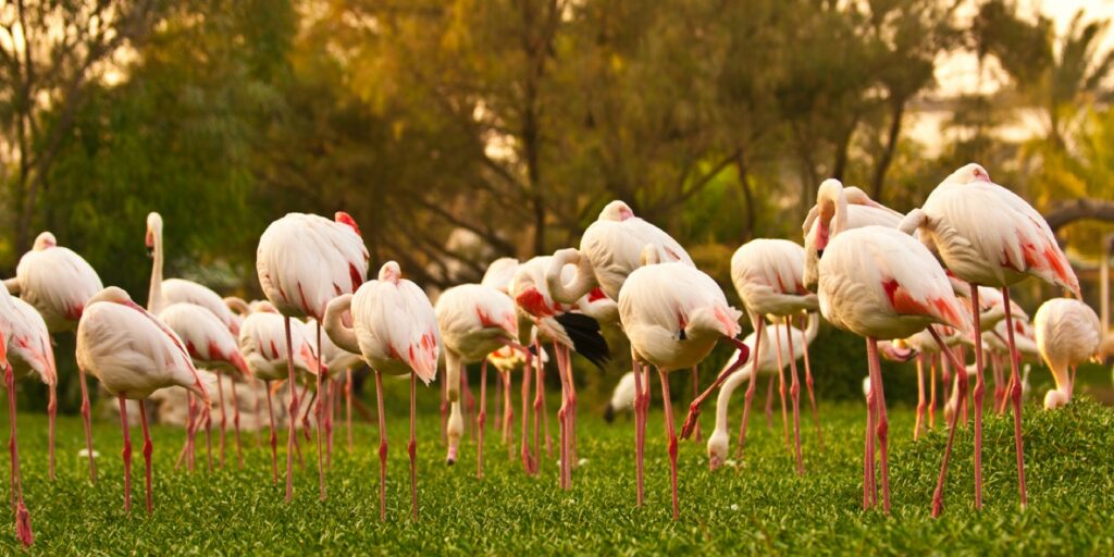 a flamboyance of flamingos in al areen wildlife park bahrain