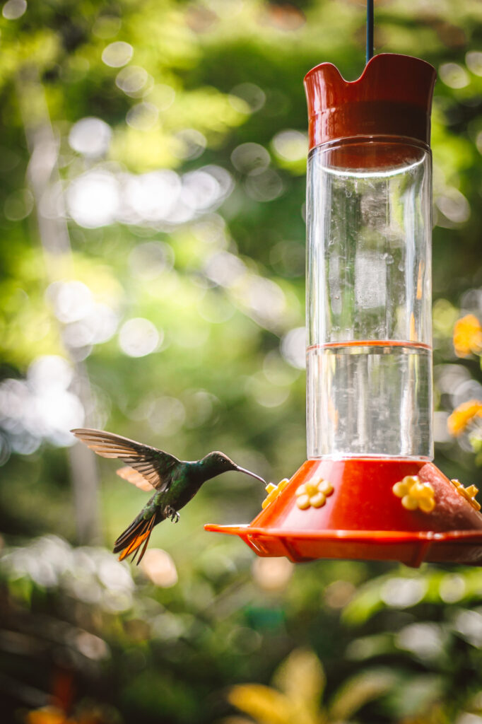 hummingbird at a feeder birdwatching in tobago