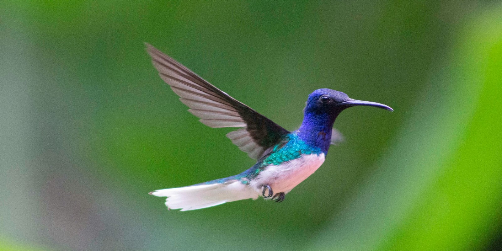 hummingbird birdwatching in tobago